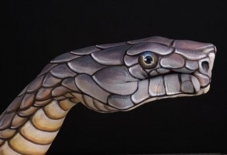 Cobra on black - Ph. W.D. Bùttcher
